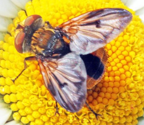 Ectophasia crassipennis